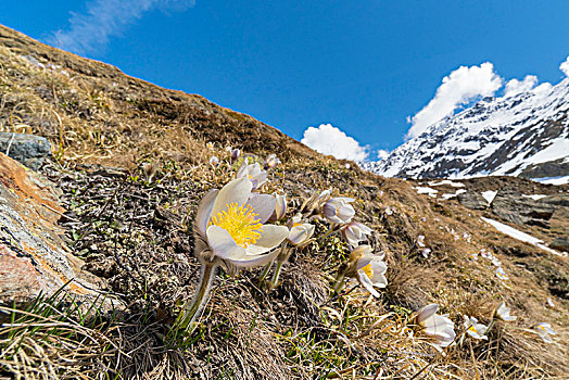 春季开花,白头翁属,山谷,地区,伦巴第,意大利