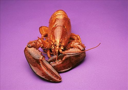 烹饪,龙虾,紫色背景