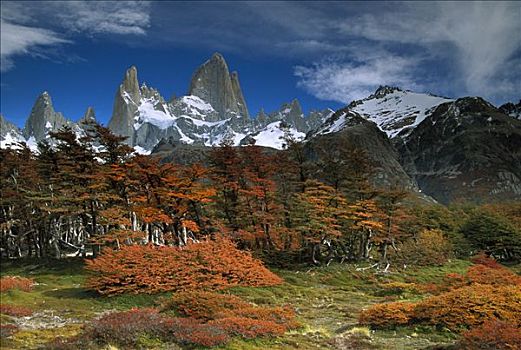菲茨罗伊,山毛榉,树,洛斯格拉希亚雷斯国家公园,巴塔哥尼亚,阿根廷