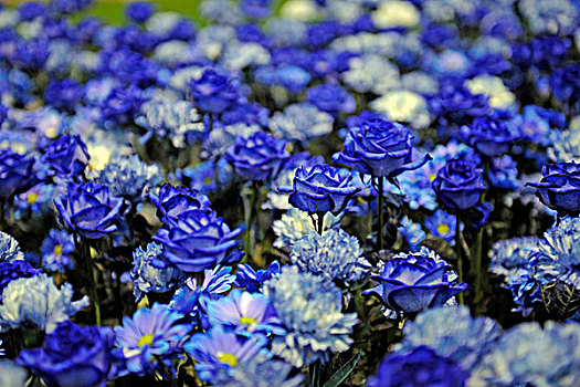蓝色,玫瑰,新,花坛