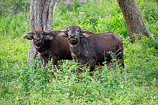 野生,水牛,两个,幼小,幼兽,国家公园,斯里兰卡,亚洲