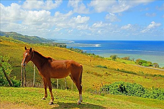 斐济,维提岛,珊瑚海岸,马,绿色,山坡,海洋,礁石,蓝天,后面