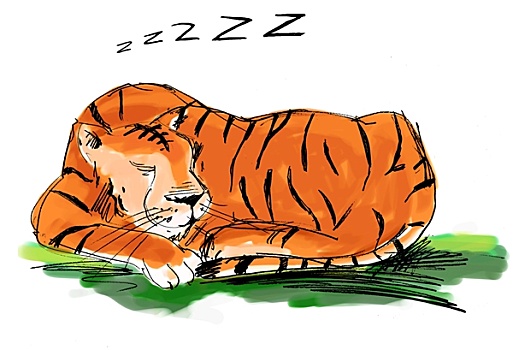 虎,躺着