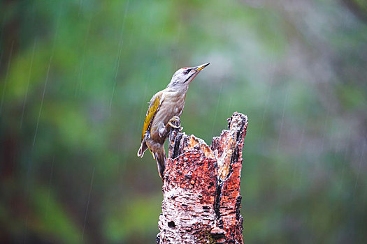 灰头,啄木鸟,下雨,春天,树林