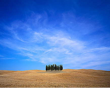 小树林,树,地点,托斯卡纳,意大利
