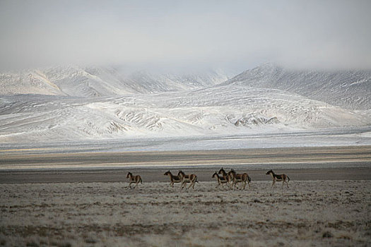 青海,可可西里,库塞湖边的藏羚羊