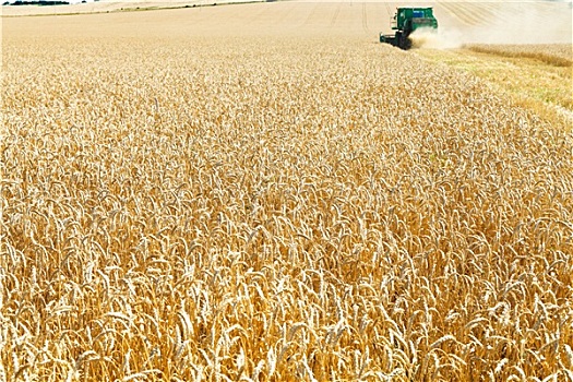 收获,地点,成熟,小麦