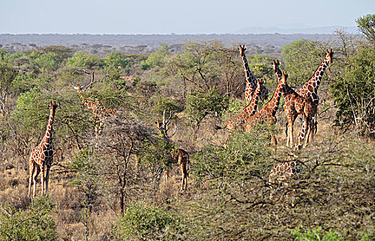 肯尼亚,网纹长颈鹿