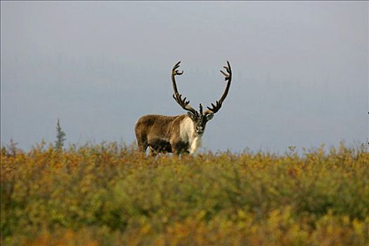 北美驯鹿,驯鹿属,德纳里峰国家公园,阿拉斯加,美国