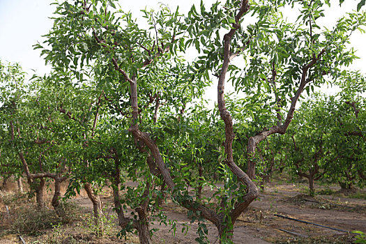 矮化枣树