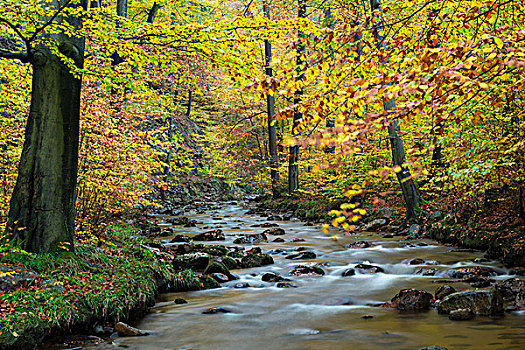河流,秋天,哈尔茨山,国家公园,萨克森安哈尔特,德国,欧洲