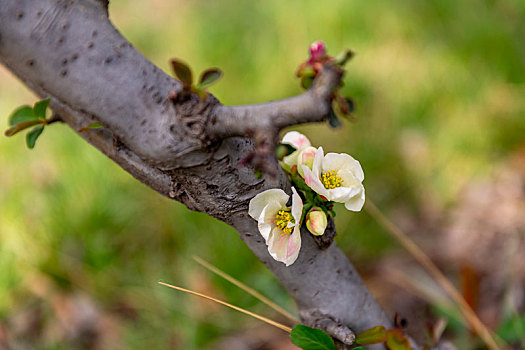 鲜花