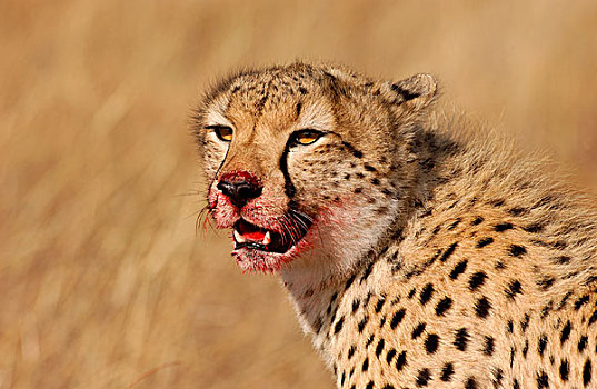 印度豹,头像,血,脸,马赛马拉,肯尼亚,非洲