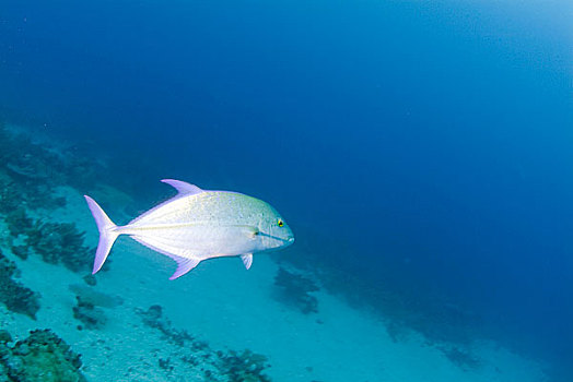 海洋生物