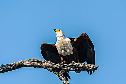 博茨瓦纳,乔贝国家公园,非洲鱼鹰,吼海雕,飞