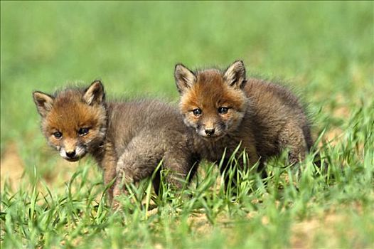 红狐,狐属,小动物