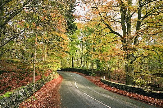 乡间小路,湖区,坎布里亚,英格兰