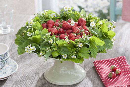 野草莓,草莓属,叶子,花,花环