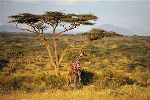 长颈鹿,网纹长颈鹿,风景,萨布鲁国家公园,肯尼亚,东非,非洲