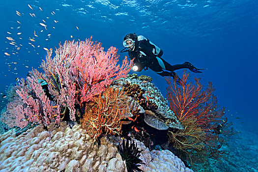 潜水者,看,多样,海洋,爱好者,石头,珊瑚,海绵,大堡礁,世界遗产,昆士兰,澳大利亚,太平洋