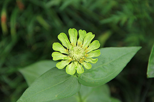 百日菊