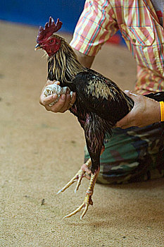物主,准备,公鸡,争斗,泰国,一月,2007年