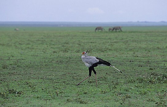 坦桑尼亚,塞伦盖蒂,蛇鹫,觅食