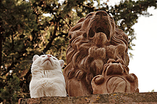白色,猫科动物,狮子,雕塑,托斯卡纳,意大利,欧洲