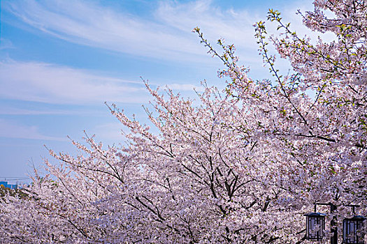 樱花