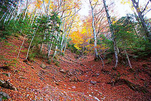 秋天,比利牛斯山脉,奥德萨,韦斯卡,西班牙