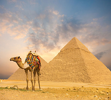 火红,日落,埃及,金字塔,骆驼,前景