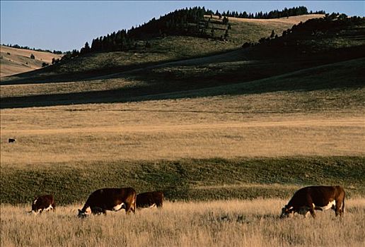 牛,放牧,豪猪,山,艾伯塔省,加拿大