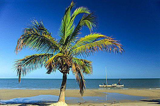 渔民,船,海滩,棕榈树,好奇,马达加斯加,非洲