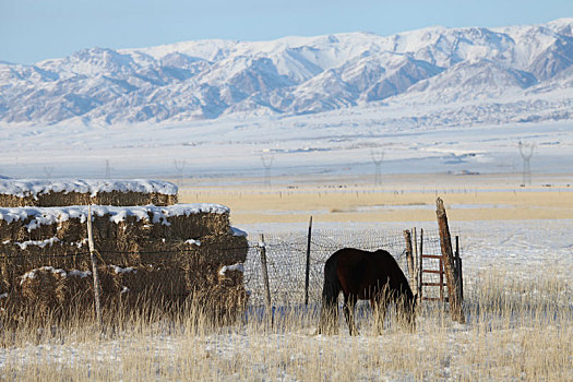 新疆巴里坤,零下20°中生存过冬的草原牲畜