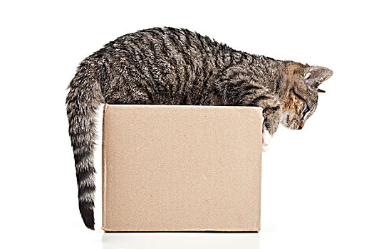 小猫,纸箱