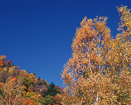 山谷,树,转,黄色