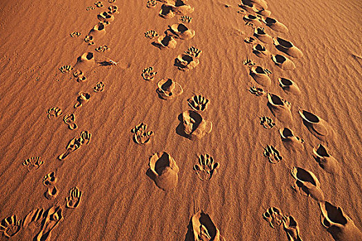 手,脚,鞋,沙子,纳米比诺克陆夫国家公园,纳米布沙漠,索苏维来地区,死亡谷,非洲
