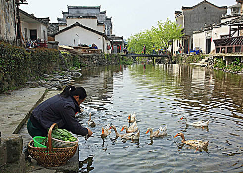 鸭子,洗菜,小溪