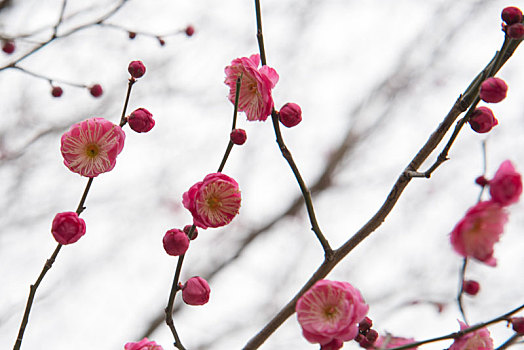 春季盛开梅花