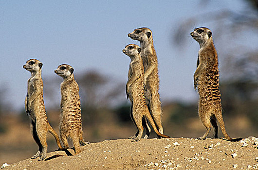 蒙哥,细尾獴属,警戒,卡拉哈迪大羚羊国家公园,卡拉哈里沙漠,南非,非洲