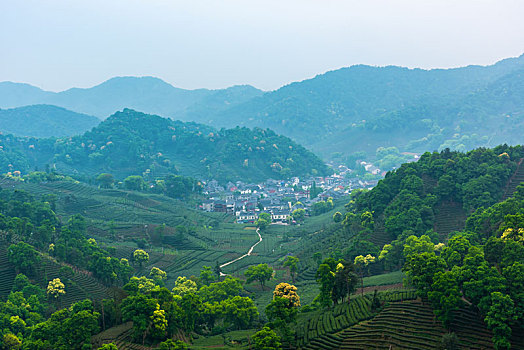 杭州梅家坞茶山