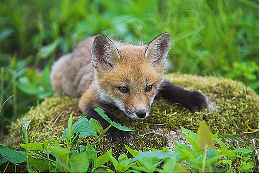 红狐,幼仔,躺着,苔藓