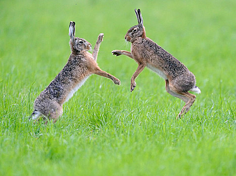 欧洲,野兔,欧洲野兔,两个男人,争斗,下莱茵,北莱茵威斯特伐利亚,德国