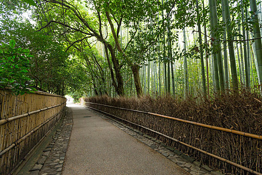 绿色,竹林,京都