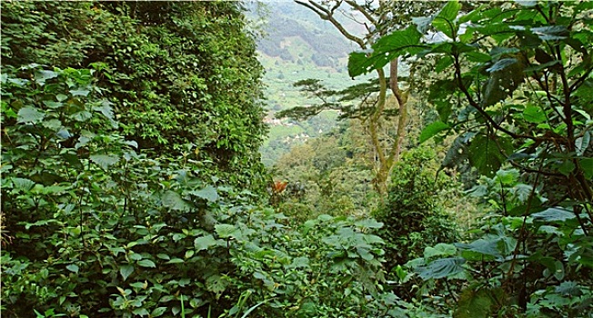 雨林,植被,国家公园