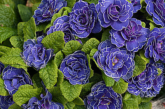蓝色,樱草花,樱草属植物,巴伐利亚,德国,欧洲