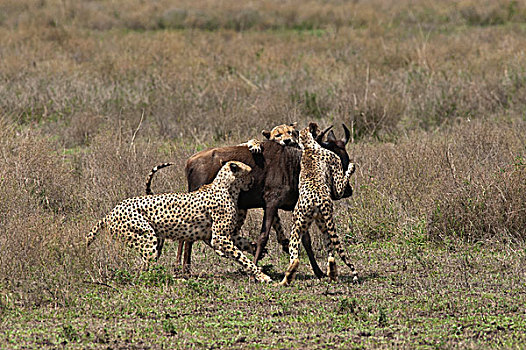 印度豹,猎豹,蓝角马,角马,恩戈罗恩戈罗,保护区,坦桑尼亚,次序