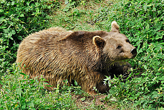 欧亚混血,棕熊,熊,坐,高草,巴伐利亚森林国家公园,巴伐利亚,德国,欧洲