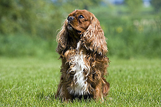 查尔斯王犬,雄性,坐,草坪