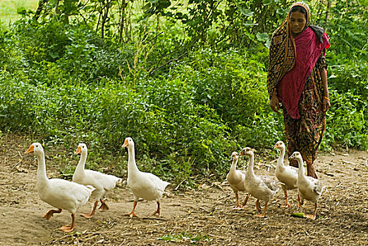 乡村,女人,生活,天鹅,背影,笼子,孟加拉,六月,2007年
